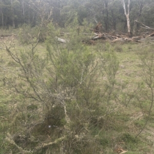 Hakea microcarpa at Gourock National Park - 23 Jan 2020