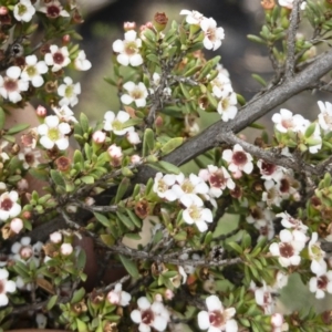 Leptospermum myrtifolium at Jerangle, NSW - 23 Jan 2020 01:30 PM