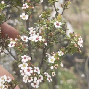 Leptospermum myrtifolium at Jerangle, NSW - 23 Jan 2020 01:30 PM