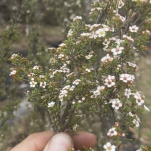 Leptospermum myrtifolium at Jerangle, NSW - 23 Jan 2020 01:30 PM