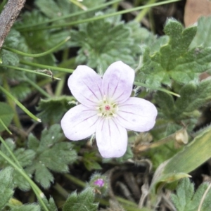 Geranium antrorsum at Jerangle, NSW - 23 Jan 2020 12:59 PM