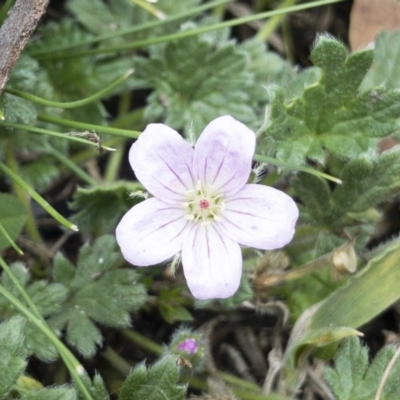 Geranium antrorsum (Rosetted Cranesbill) at Jerangle, NSW - 23 Jan 2020 by Illilanga