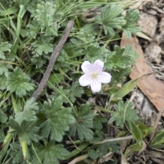 Geranium antrorsum at Jerangle, NSW - 23 Jan 2020 12:59 PM