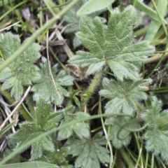 Geranium antrorsum at Jerangle, NSW - 23 Jan 2020 12:59 PM