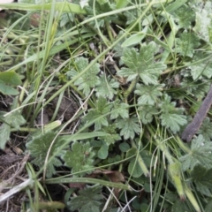 Geranium antrorsum at Jerangle, NSW - 23 Jan 2020 12:59 PM