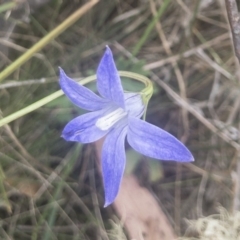 Wahlenbergia stricta subsp. stricta (Tall Bluebell) at Jerangle, NSW - 23 Jan 2020 by Illilanga