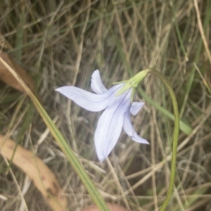 Wahlenbergia stricta subsp. stricta at Jerangle, NSW - 23 Jan 2020 01:28 PM