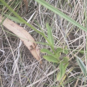 Wahlenbergia stricta subsp. stricta at Jerangle, NSW - 23 Jan 2020