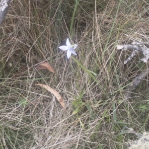 Wahlenbergia stricta subsp. stricta at Jerangle, NSW - 23 Jan 2020