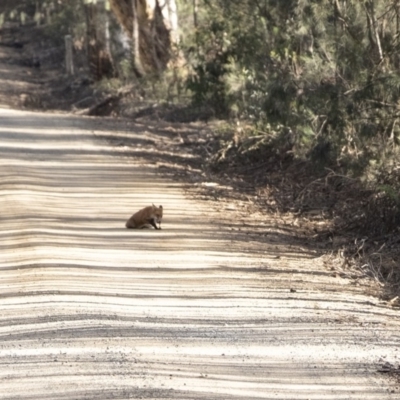 Vulpes vulpes (Red Fox) at Wingello, NSW - 19 Mar 2020 by Aussiegall