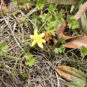 Hypoxis hygrometrica at Jerangle, NSW - 23 Jan 2020