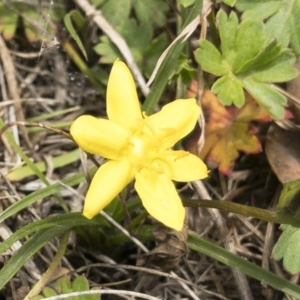 Hypoxis hygrometrica at Jerangle, NSW - 23 Jan 2020