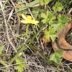 Hypoxis hygrometrica at Jerangle, NSW - 23 Jan 2020