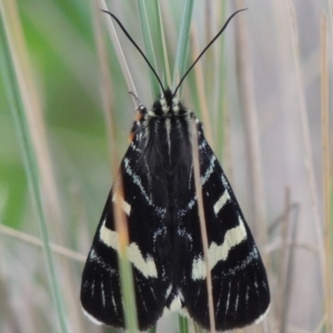 Phalaenoides glycinae at Conder, ACT - 8 Mar 2020