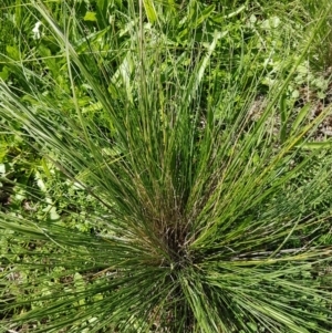 Austrostipa scabra at Griffith, ACT - 20 Mar 2020