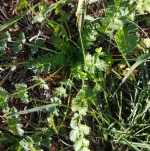 Erodium cicutarium at Griffith, ACT - 20 Mar 2020 08:34 AM