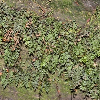 Hymenophyllum australe at Robertson, NSW - 19 Mar 2020 by plants