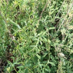 Atriplex semibaccata (Creeping Saltbush) at Reid, ACT - 19 Mar 2020 by ElizaL