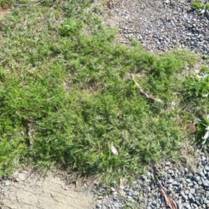 Calotis anthemoides at Reid, ACT - 20 Mar 2020