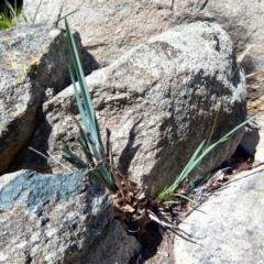 Dianella sp. aff. longifolia (Benambra) (Pale Flax Lily, Blue Flax Lily) at Ainslie, ACT - 20 Mar 2020 by ElizaL