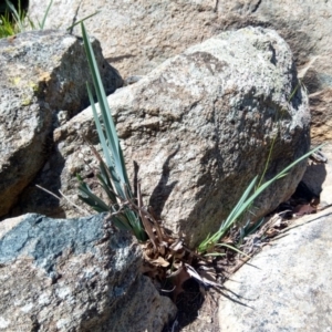 Dianella sp. aff. longifolia (Benambra) at Ainslie, ACT - 20 Mar 2020