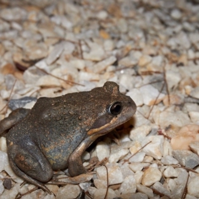 Limnodynastes dumerilii (Eastern Banjo Frog) at Bundanoon - 19 Mar 2020 by Boobook38