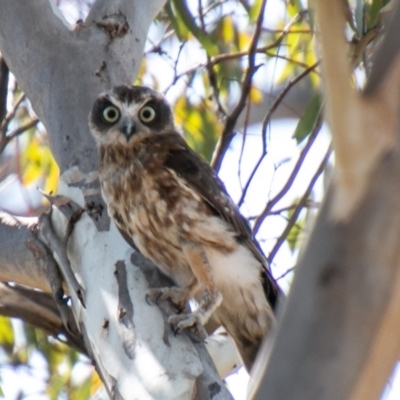 Ninox boobook (Southern Boobook) at Molonglo River Reserve - 19 Mar 2020 by SWishart