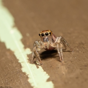 Prostheclina sp (genus) at Acton, ACT - 20 Mar 2020 12:17 PM