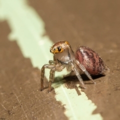 Prostheclina sp (genus) at Acton, ACT - 20 Mar 2020 12:17 PM