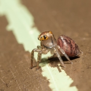 Prostheclina sp (genus) at Acton, ACT - 20 Mar 2020 12:17 PM