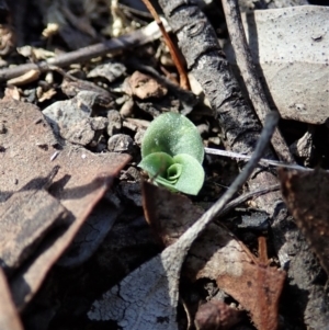 Diplodium truncatum at Cook, ACT - suppressed