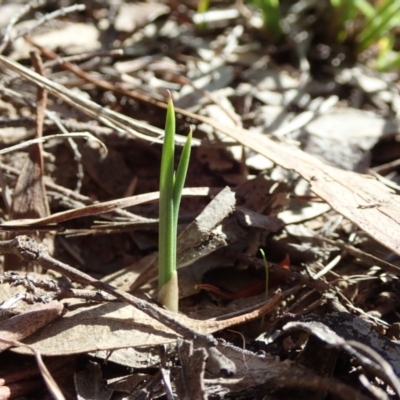 Diuris nigromontana (Black Mountain Leopard Orchid) at Cook, ACT - 19 Mar 2020 by CathB