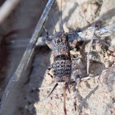Calperum ottei (A recently described pygmy cricket) at Mount Painter - 19 Mar 2020 by CathB