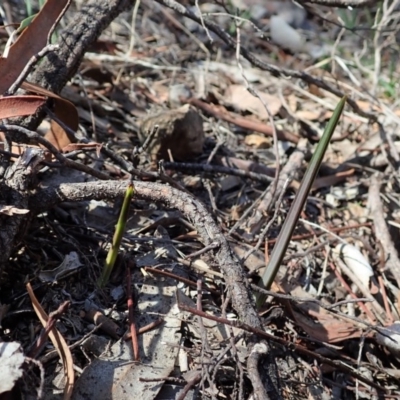 Calochilus platychilus (Purple Beard Orchid) at Cook, ACT - 20 Mar 2020 by CathB