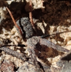 Miturgidae (family) (False wolf spider) at Aranda, ACT - 18 Mar 2020 by CathB
