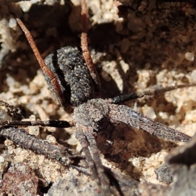 Miturgidae (family) (False wolf spider) at Aranda, ACT - 18 Mar 2020 by CathB