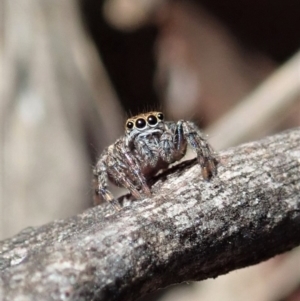 Maratus sp. (genus) at Aranda, ACT - 18 Mar 2020