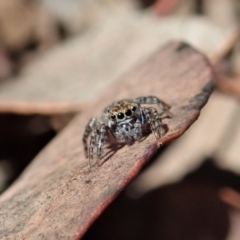 Maratus sp. (genus) at Aranda, ACT - 18 Mar 2020