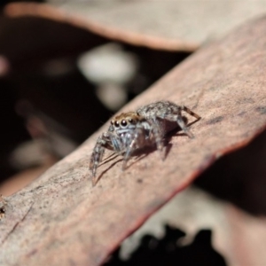 Maratus sp. (genus) at Aranda, ACT - 18 Mar 2020 11:58 AM