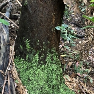 Dicksonia antarctica at Wattamolla, NSW - suppressed