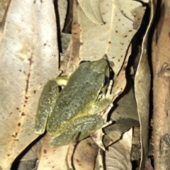 Litoria lesueuri (Lesueur's Tree-frog) at Wattamolla, NSW - 20 Mar 2020 by WattaWanderer