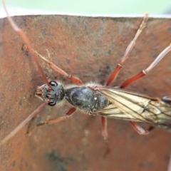 Myrmecia sp. (genus) (Bull ant or Jack Jumper) at Cook, ACT - 9 Mar 2020 by CathB