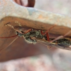 Myrmecia sp. (genus) at Cook, ACT - 9 Mar 2020