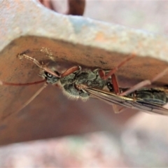 Myrmecia sp. (genus) at Cook, ACT - 9 Mar 2020