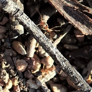 Iridomyrmex dromus at Cook, ACT - 17 Mar 2020