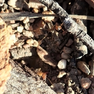 Iridomyrmex dromus at Cook, ACT - 17 Mar 2020