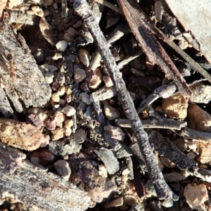 Iridomyrmex dromus at Cook, ACT - 17 Mar 2020