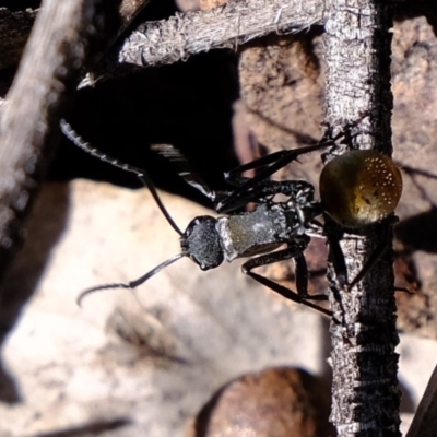 Polyrhachis ammon (Golden-spined Ant, Golden Ant) at Coree, ACT - 19 Mar 2020 by Kurt