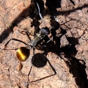 Polyrhachis ammon at Coree, ACT - 20 Mar 2020