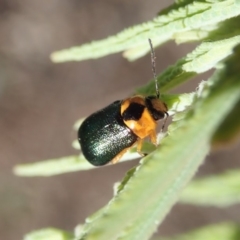Aporocera (Aporocera) consors (A leaf beetle) at Cook, ACT - 19 Mar 2020 by CathB